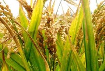骏香优186水稻品种的特性 全生育期早稻124.9天