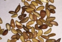 玫瑰花种子种植方法 播种前需浸种