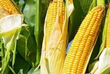 隆丰甜6号玉米种子介绍 基肥应每亩施50千克