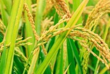 恒丰优金丝占水稻种子特点 秧田亩播种量10千克