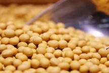 廊鲜1号大豆种子特征特性 生育期85.5天左右