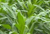 桂单919玉米种子简介 一次性播种全苗