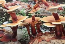 灵芝生长需要什么环境 温度要达到25-30℃
