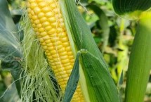 郑单958D玉米种简介 叶片和雌穗抗性水平均为高抗