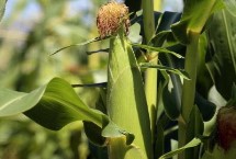 金来318玉米种子简介 中抗茎腐病
