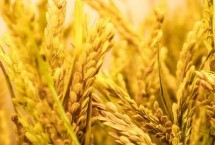 粤良珍禾水稻种简介 秧田播种量每亩20公斤