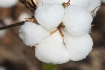 华惠20棉花品种的特性 露地直播以4月下旬播种为宜