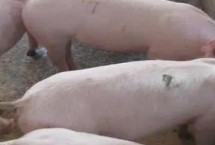 二元母猪能与什么公猪配 杜洛克是很好的选择