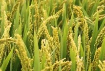 广两优油占水稻品种简介 每亩有效穗数17.7万
