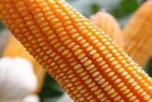 先玉1907玉米种子特点 全生育期100天左右