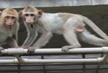 食蟹猴可以个人养殖出售吗 为国家二级重点保护野生动物