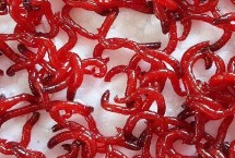 赤虫和红虫有什么区别 赤虫呈暗红色而红虫呈鲜红色