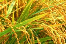 万千香占水稻品种简介 因该品种穗大粒多