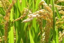 黔优35试验名称 黔优35水稻品种的特性 全生育期159.5天