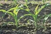 丰华17玉米种子特点 4月下旬至5月上旬播种