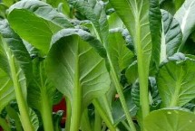 乌塌菜的种植方法 选择疏松肥沃的土壤