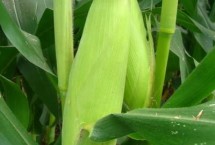 先玉1715玉米品种的特性 种植密度每亩4000株左右