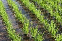 延粳503水稻种简介 生育期135天
