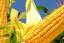 TR89玉米种简介 4月下旬至5月上旬播种