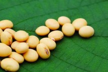 铁豆104大豆品种简介 亩种植密度