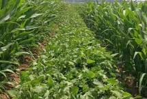 新中玉5号玉米品种的特性 生育期125.5天