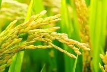臻两优泰丝水稻种子特征特性 每亩插足基本苗6万以上