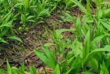 白芨一亩要多少种苗 一亩需8000-10000株种苗