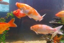 水霉菌的克星是什么 孔雀石绿是它的克星
