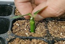 什么叫无性繁殖 无需通过受精过程的繁殖方法