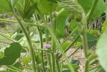 盐豆2号大豆种子特点 适期播种