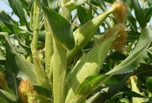 嫩单22玉米品种简介 种植密度不宜过大