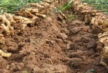 生姜产于哪里 在我国主产于湖南、四川、广西等省份