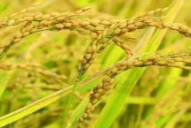 创两优丝苗水稻种子特征特性 每亩基本苗10左右