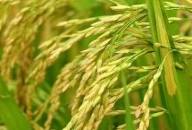 兴发2水稻种子特征特性 生育期约136天左右