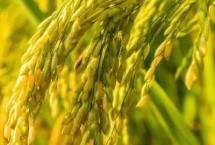 弋两优810水稻品种的特性 籼型两系杂交水稻品种