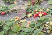 草莓几月开花结果 4-5月开花6-7月结果