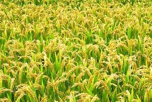 荟两优636水稻种子简介 每亩有效穗数16.5万穗