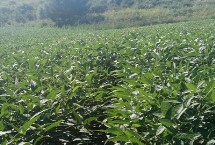 蒙豆640大豆种子简介 高肥力地块17000株