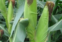 秀春1号玉米品种简介 注意防治地下害虫