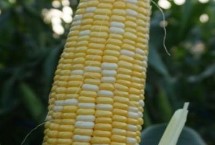 丰泽1618玉米品种简介 出苗至成熟119天