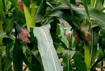 仲鲜甜102玉米种子特征特性 高抗丝黑穗病