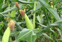 恩喜爱2号玉米品种的特性 每亩适宜密度3500株左右