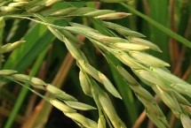 华浙优261水稻品种简介 每亩栽3－5万穴