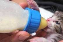如何人工给小猫喂奶 注意不要喂食牛奶