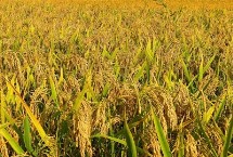 恒丰优712水稻种子简介 每亩有效穗数16.2万