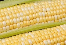 盛玉179玉米品种简介 中抗丝黑穗病