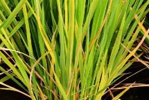 福玉香占水稻品种的特性 全生育期121.2天