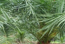加拿利海枣常见病害的农药防治技巧 不同病害的防治方法不同