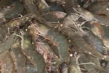 鲜活基围虾的价格 市场售价一般与规格有关