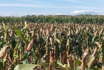 绥玉49玉米种子介绍 注意大斑病的防治
